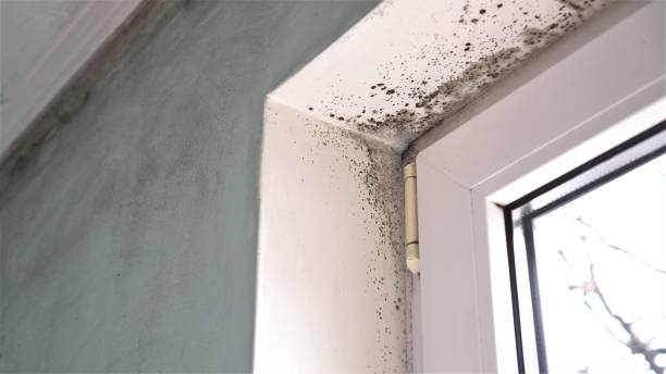 Best Crawl Space Mold Removal  in Kingman, KS