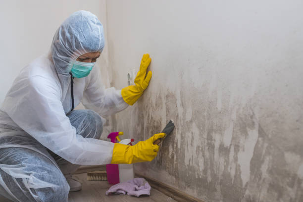 Best Certified Mold Removal  in Kingman, KS
