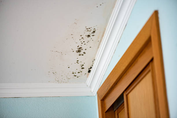 Best Local Mold Removal Service  in Kingman, KS
