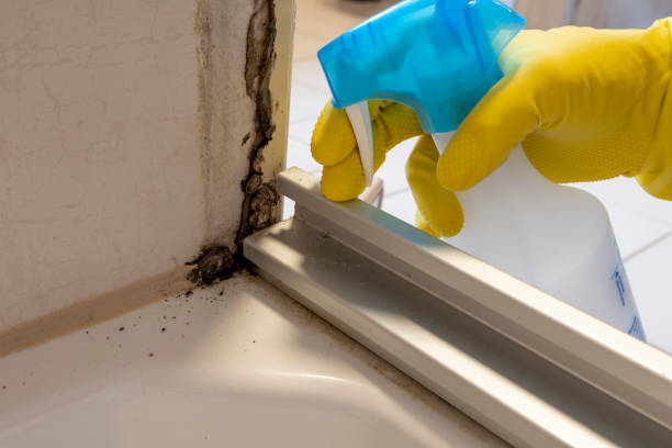 Best Mold Removal Company Near Me  in Kingman, KS