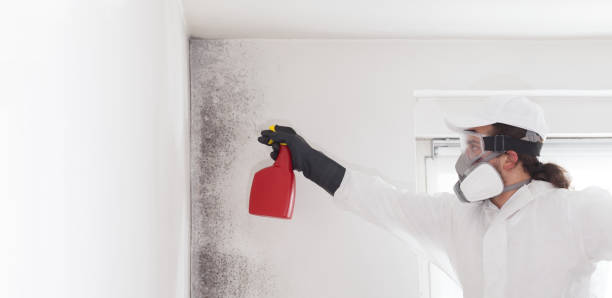 Best Same-Day Mold Removal  in Kingman, KS