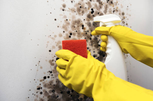 Best Affordable Mold Removal  in Kingman, KS