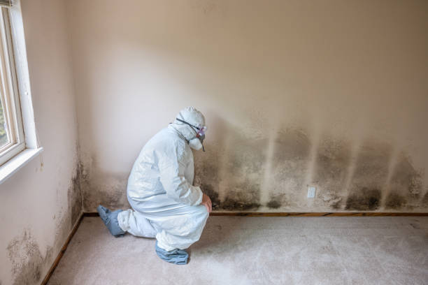 Mold Removal Process in Kingman, KS