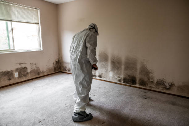 Best Residential Mold Removal  in Kingman, KS