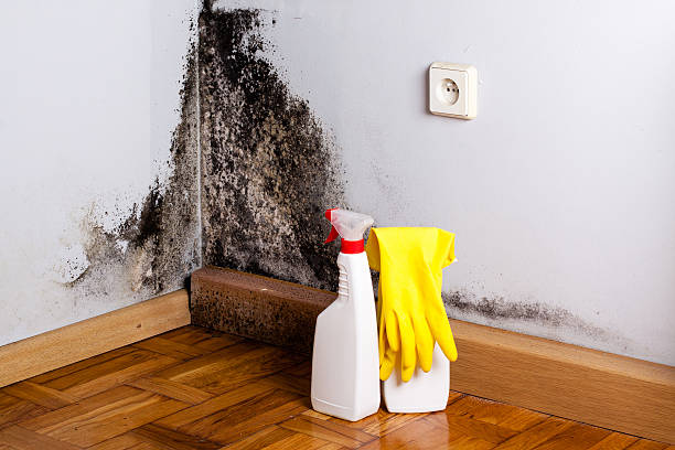 Best Mold Removal Near Me  in Kingman, KS