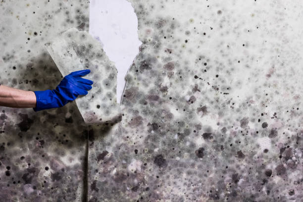 Best Toxic Mold Removal  in Kingman, KS