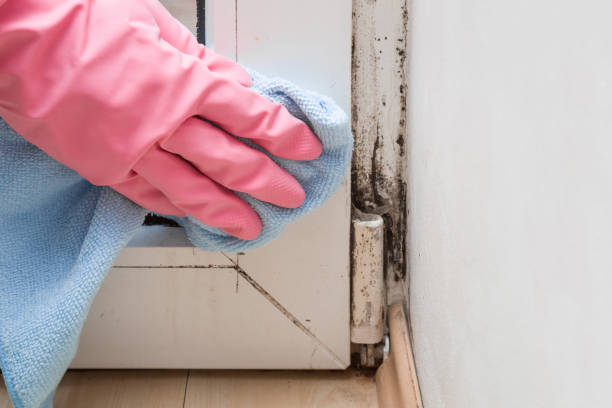 Best Best Mold Removal Companies  in Kingman, KS