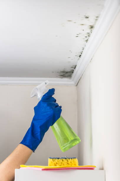 Best Mold Removal Process  in Kingman, KS